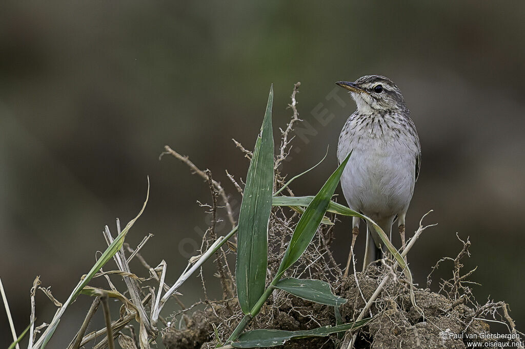 Paddyfield Pipitadult