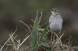 Paddyfield Pipit