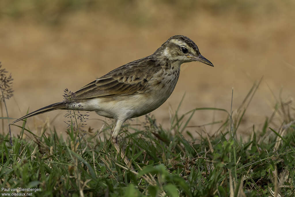 Pipit roussetadulte, identification