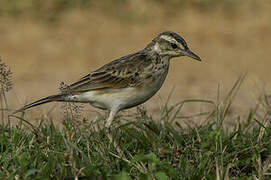 Paddyfield Pipit