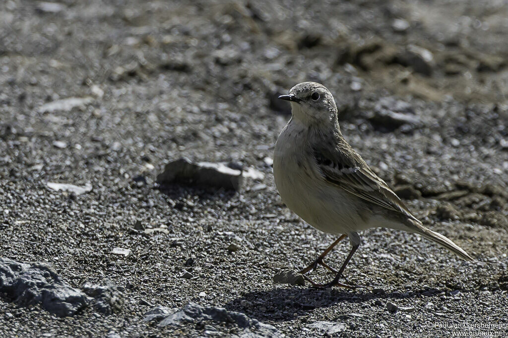 Pipit spioncelleadulte