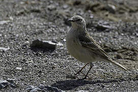 Water Pipit