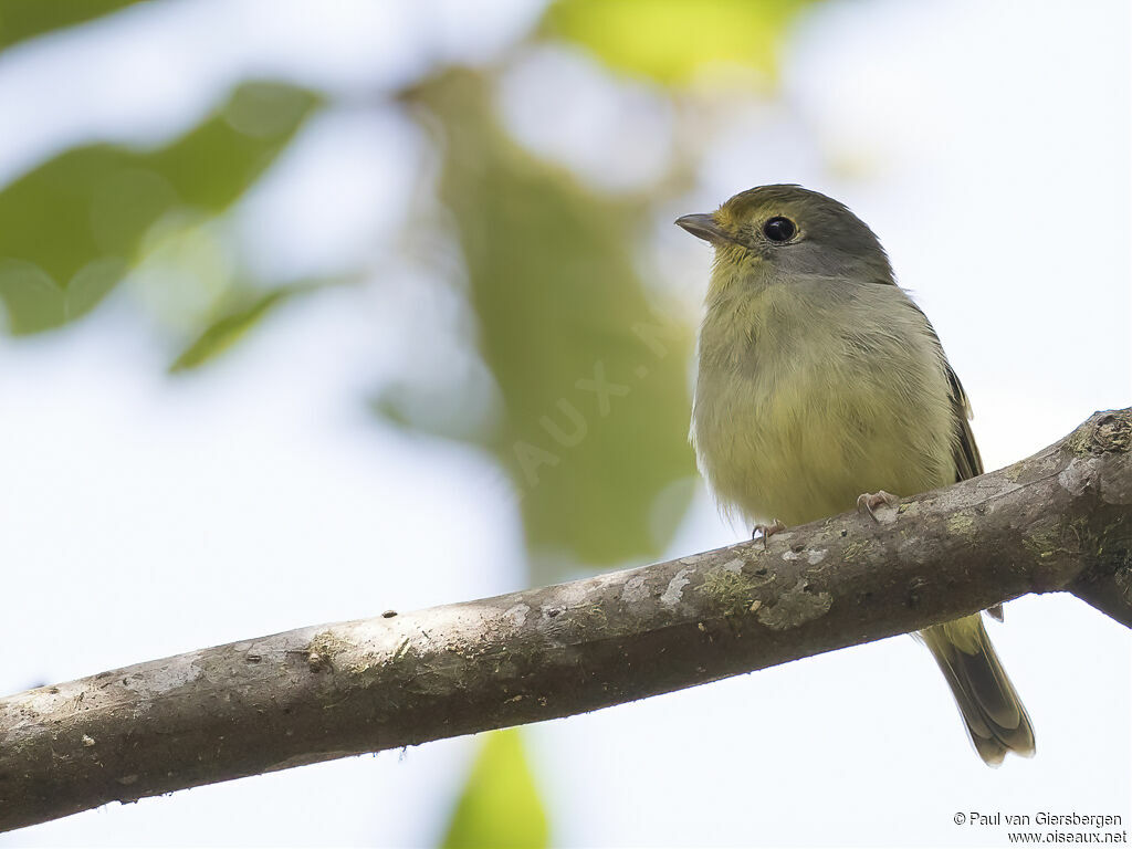 Wing-barred Pipritesadult