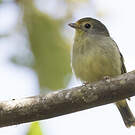 Piprite verdin