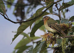 Rufous-breasted Flycatcher