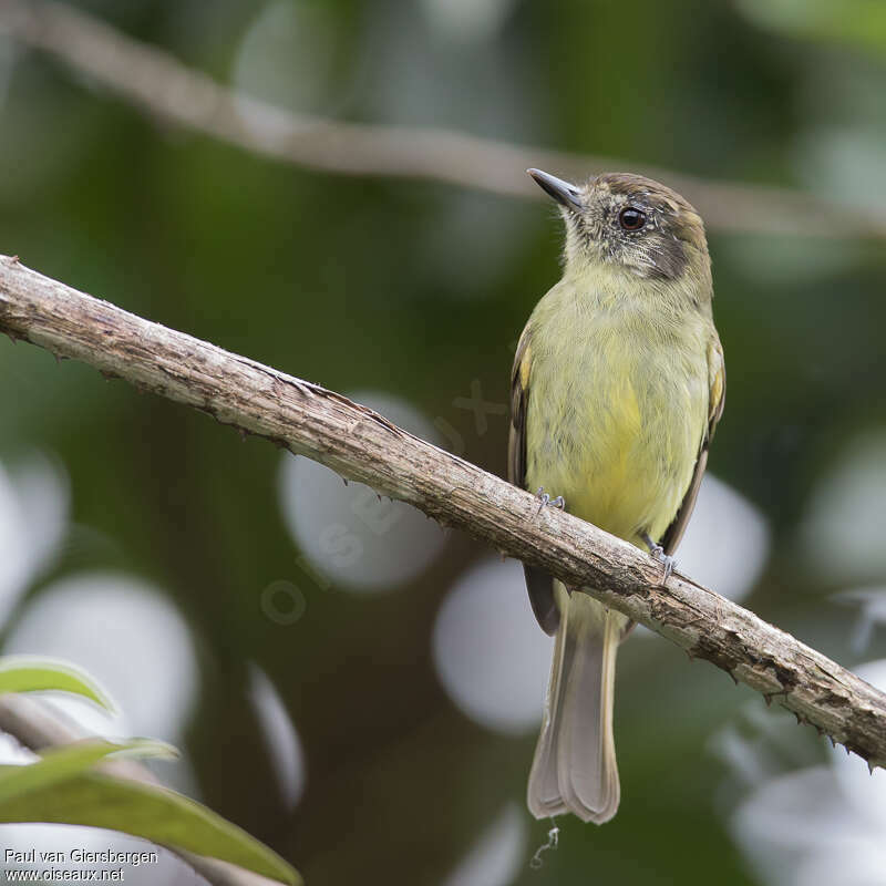 Sepia-capped Flycatcher, close-up portrait