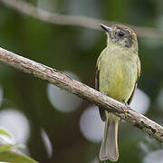 Sepia-capped Flycatcher