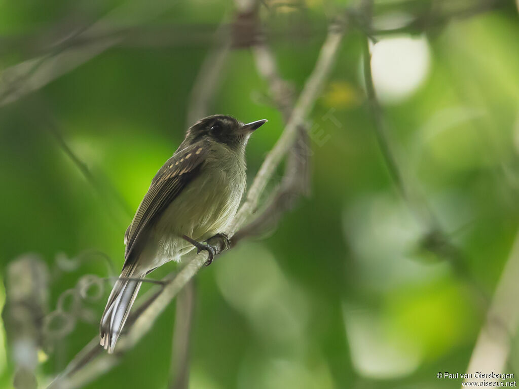 Sepia-capped Flycatcher