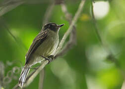 Sepia-capped Flycatcher