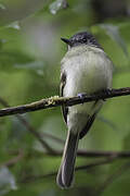 Slaty-capped Flycatcher