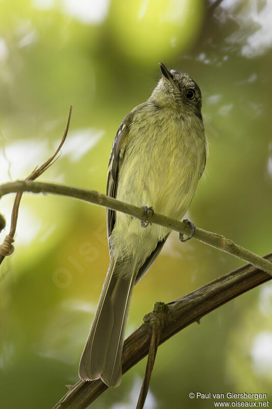 Slaty-capped Flycatcheradult