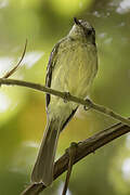 Slaty-capped Flycatcher