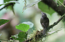 Olive-striped Flycatcher