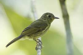 Olive-striped Flycatcher