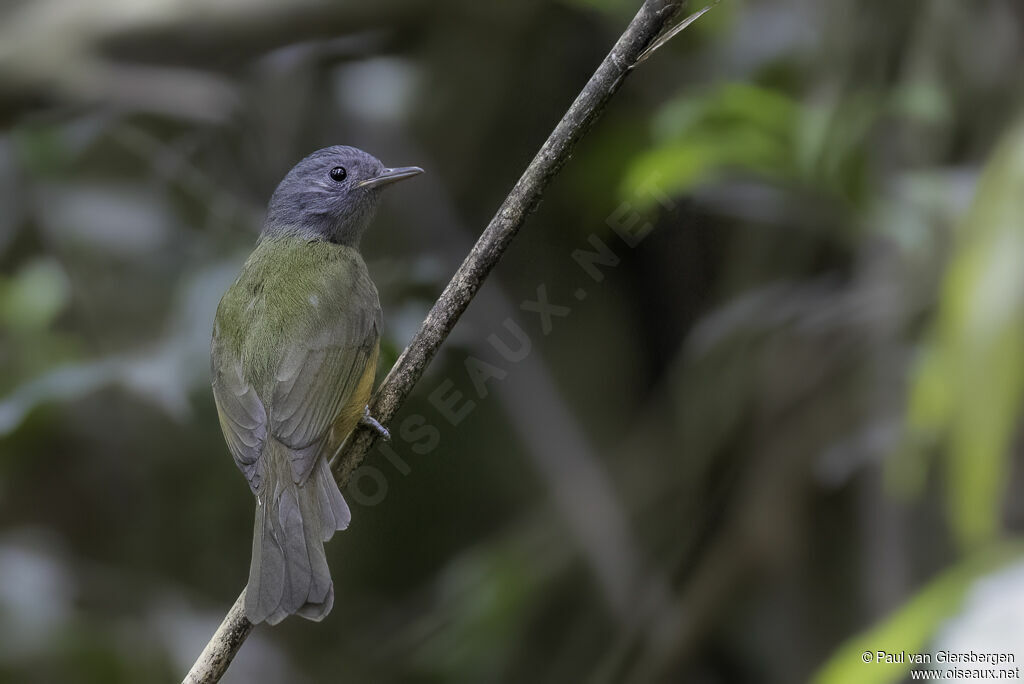 Grey-hooded Flycatcheradult