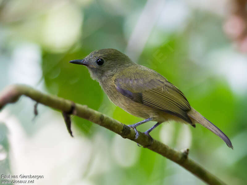 Pipromorphe roussâtresubadulte, identification