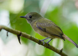 Ochre-bellied Flycatcher