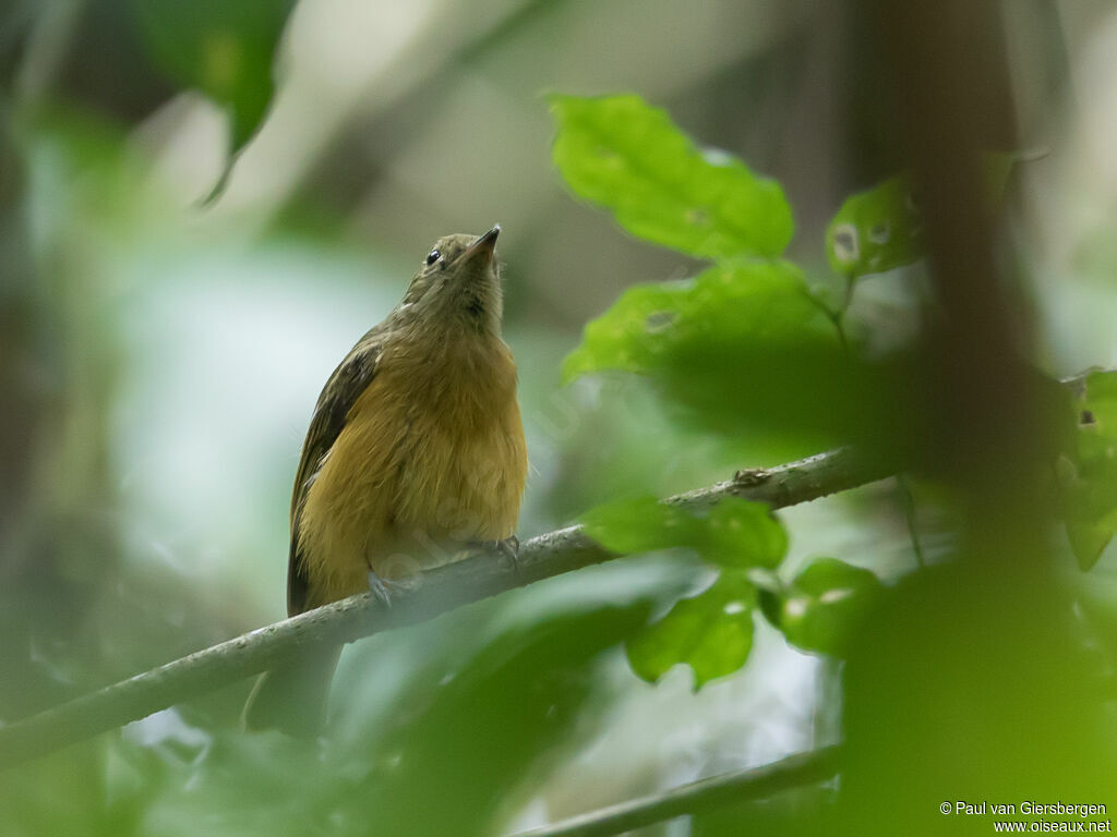 Ochre-bellied Flycatcher