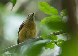 Ochre-bellied Flycatcher