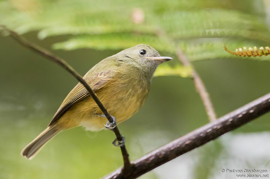 Ochre-bellied Flycatcherjuvenile