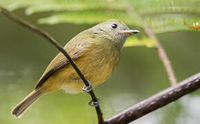 Ochre-bellied Flycatcher