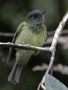 Streak-necked Flycatcher