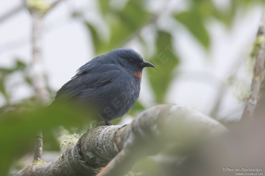 Orangequit male adult