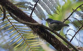 Mid-mountain Berrypecker