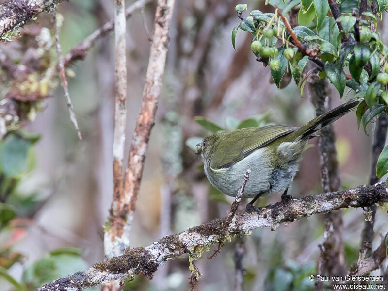 Fan-tailed Berrypecker