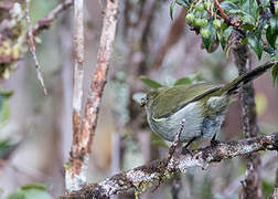 Fan-tailed Berrypecker