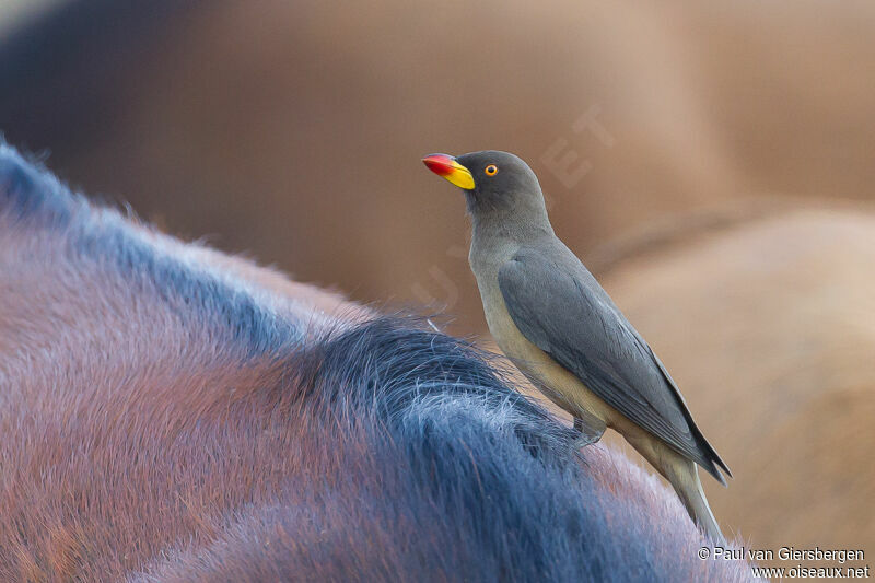 Yellow-billed Oxpecker