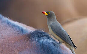 Yellow-billed Oxpecker