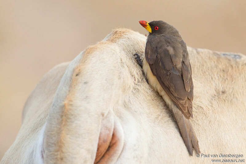 Yellow-billed Oxpeckeradult