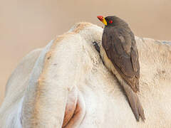 Yellow-billed Oxpecker