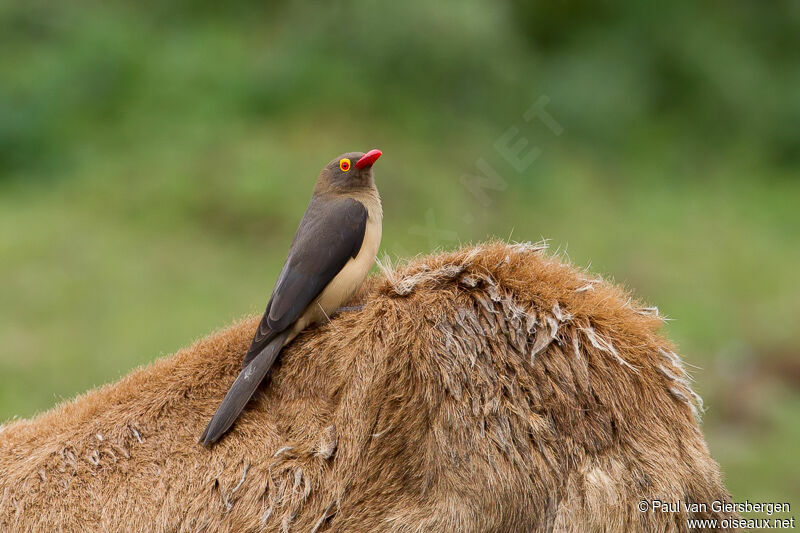 Red-billed Oxpecker