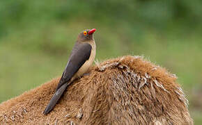 Red-billed Oxpecker