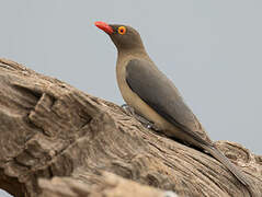 Red-billed Oxpecker