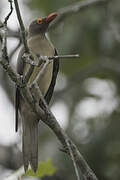 Red-billed Oxpecker