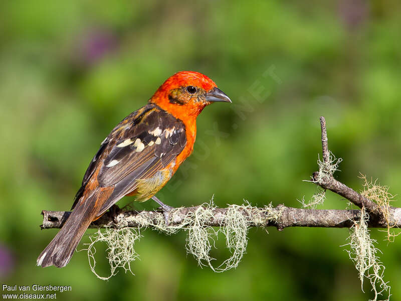 Flame-colored Tanager male, adult, identification
