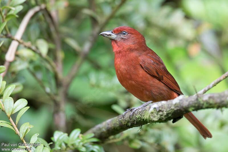 Hepatic Tanager male adult, identification