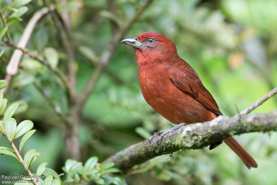 Piranga à joues grises mâle adulte, identification