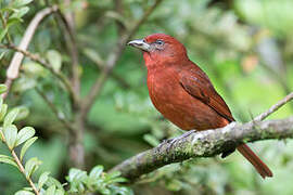 Hepatic Tanager