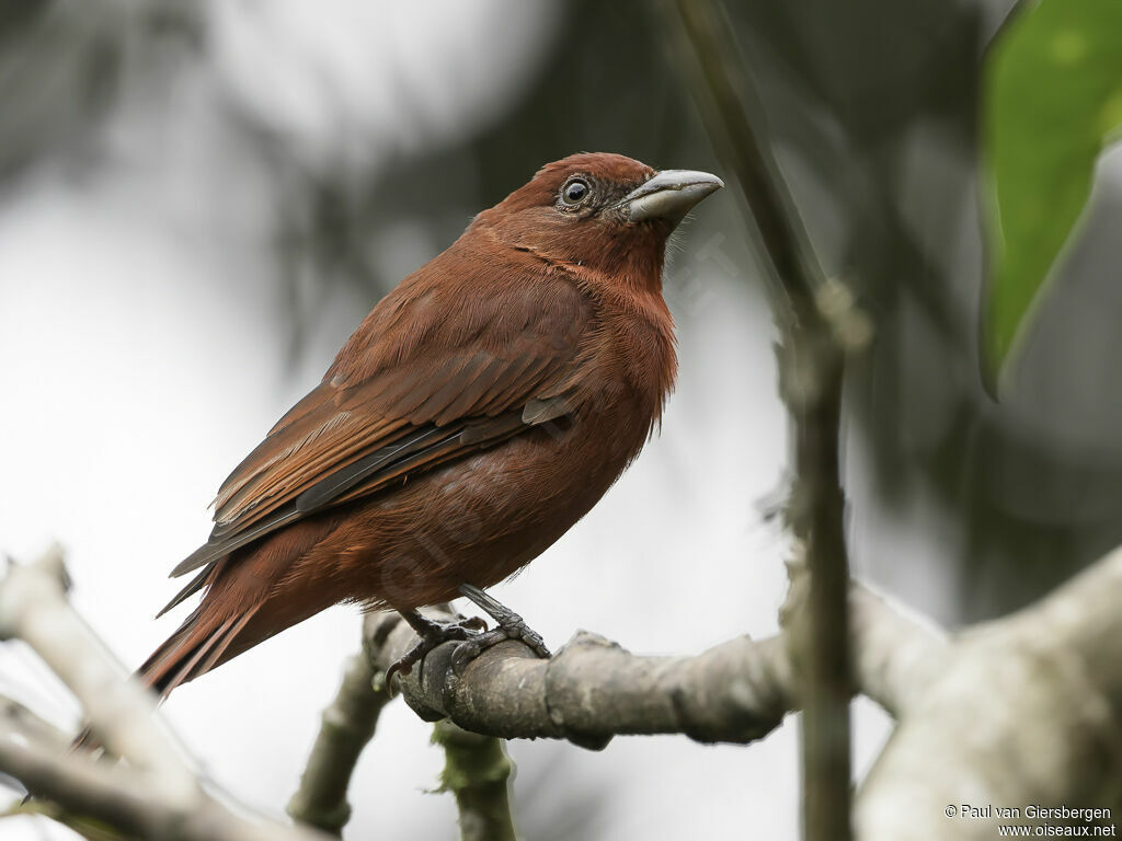 Hepatic Tanager male adult