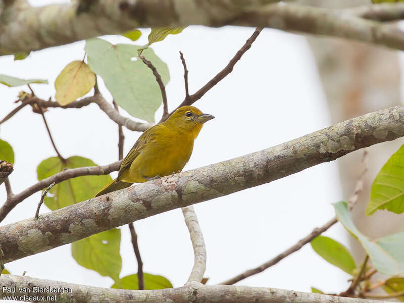 Tooth-billed Tanager female adult, identification