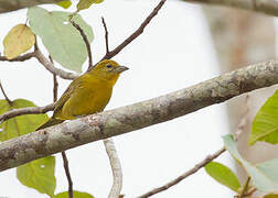 Tooth-billed Tanager