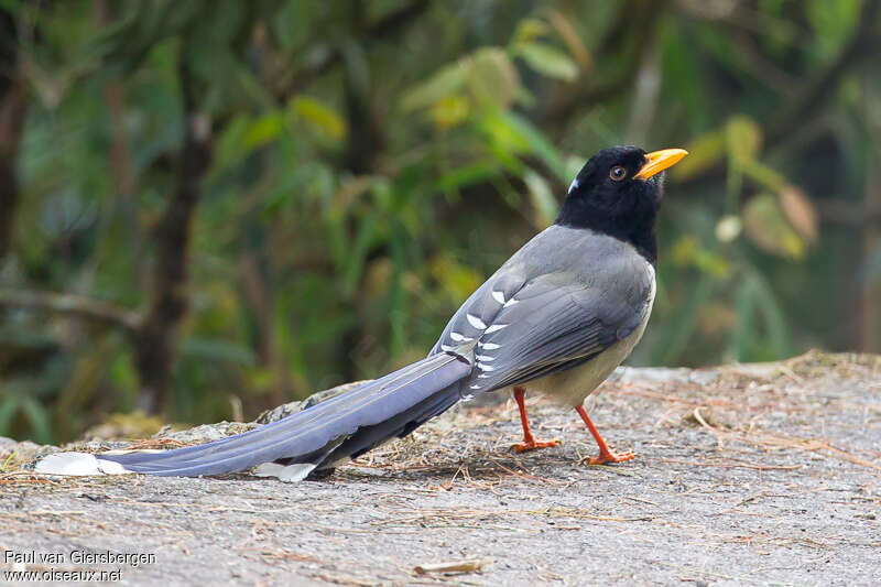 Yellow-billed Blue Magpieadult, identification