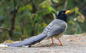 Yellow-billed Blue Magpie