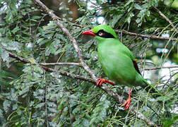 Bornean Green Magpie