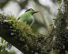 Bornean Green Magpie