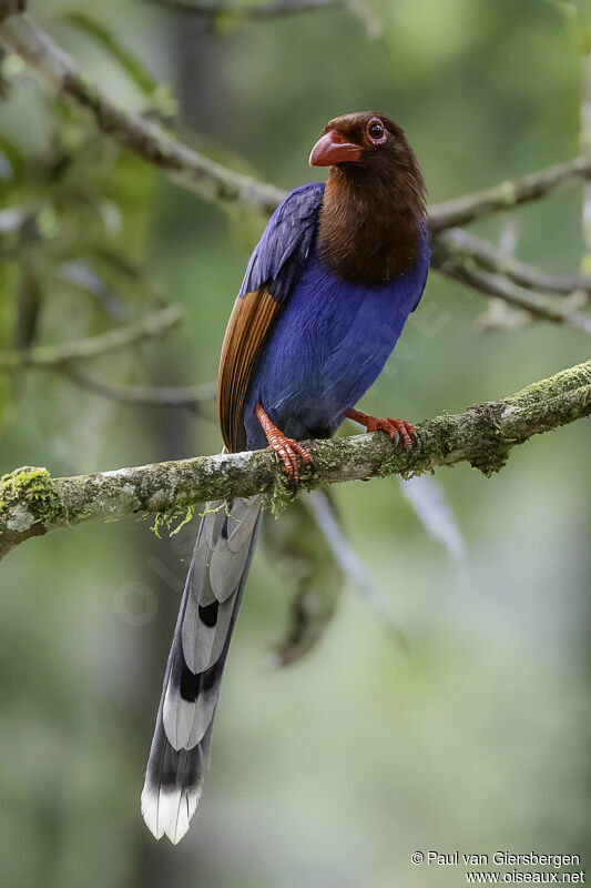 Sri Lanka Blue Magpieadult